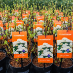 Hortenzia stromčekovitá (Hydrangea arborescens) 'FlowerWOW®' First Edition® - výška 30-40 cm, kont. C3L/P19 - OBROVSKÉ KVETY